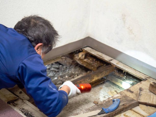 Best Residential Mold Removal  in San Jacinto, CA