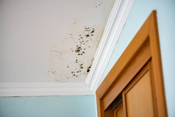 Best Emergency Mold Removal  in San Jacinto, CA
