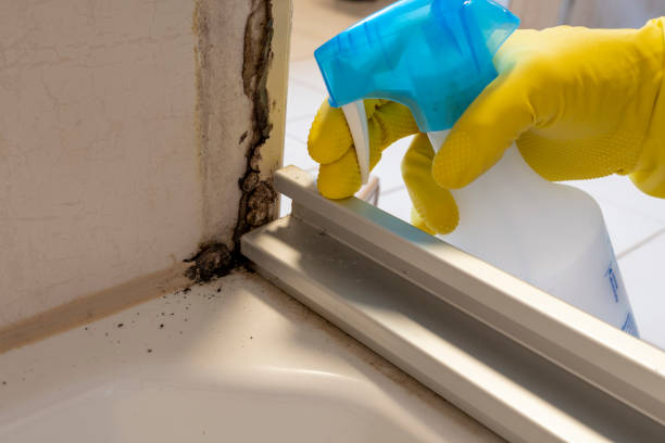 Best Black Mold Removal  in San Jacinto, CA