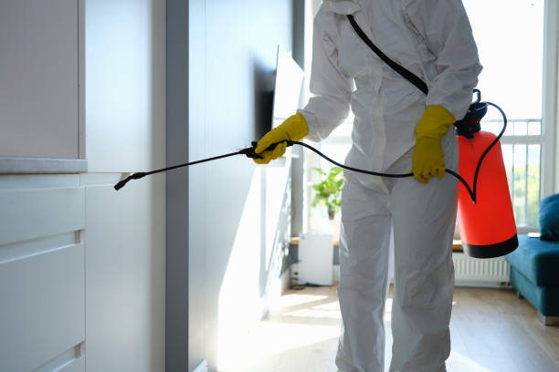 Best Mold Remediation Services  in San Jacinto, CA