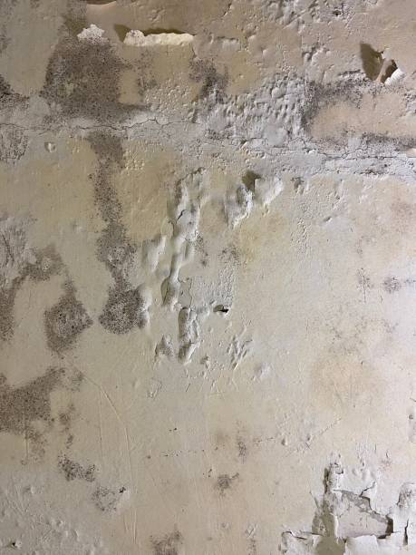 Best Mold Remediation Experts  in San Jacinto, CA