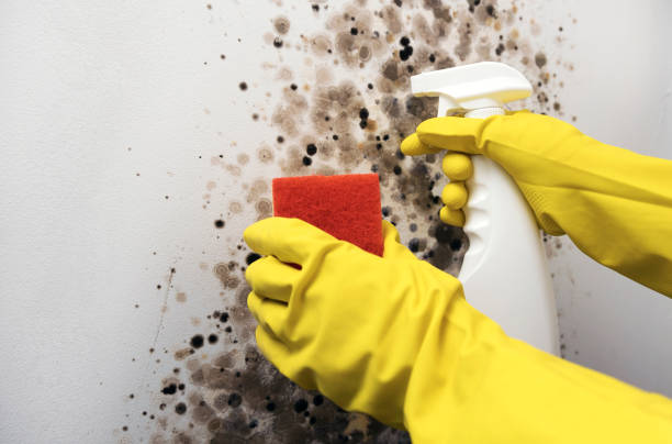 Mold Removal and Inspection in San Jacinto, CA