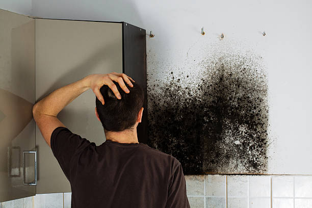 Best Office Mold Removal Services  in San Jacinto, CA