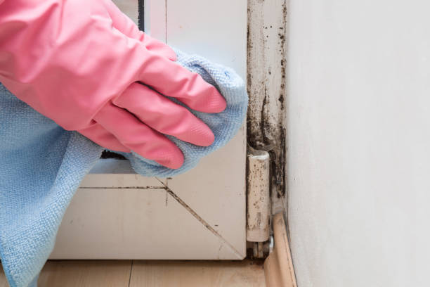 Professional Mold Removal in San Jacinto, CA
